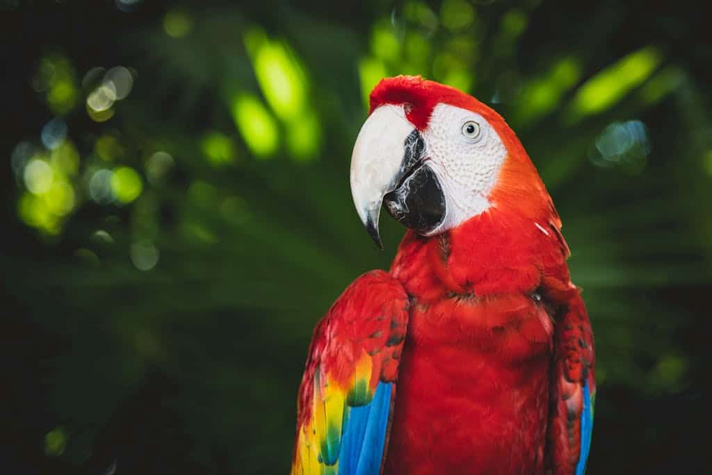 Close-up of a colorful scarlet macaw with lush green tropical background.